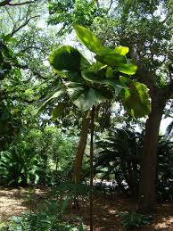 Image result for Licuala