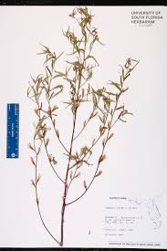 Image result for Ludwigia erecta