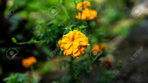 Berdasarkan morfologi dari daun bunga tahi ayam yaitu adalah sebagai berikut Close Up View Of West Indian Lantana Flower Or Bunga Tahi Ayam Stock Photo Picture And Royalty Free Image Image 135998696