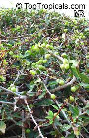 Image result for Commiphora mossambicensis
