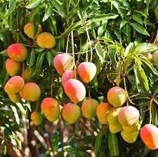 Check spelling or type a new query. 21 Best Mango Varieties For Mango Lovers In 2021 Mango Plant Mango Fruit Fruit Plants
