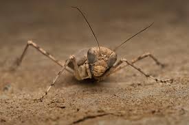 Image result for Drypetes mossambicensis