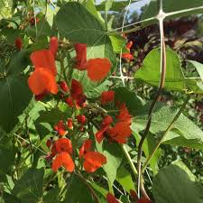 Image result for Phaseolus coccineus