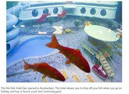 amsterdam hotel pour poissons si vous partez en voyage equipe d un terrain de tennis et d une piscine weird inventions funny inventions fish