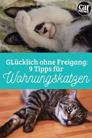 9 Tipps Wohnungskatzen Glucklich Ohne Freigang In 2020 Katzen Beschaftigen Katzen Wohnungskatzen