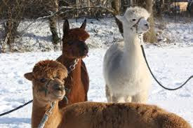 Gaasevad), gremmerup (grimmerup), hodderup, husbyfeld (husbymark), husbyholz (husbyskov), husbymühle. Alpakas Im Schnee Lebensweg Stormarn