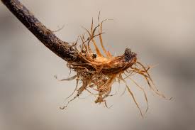 Image result for Cheilanthes inaequalis