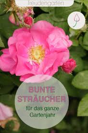 13 Bluhende Straucher Fur Das Ganze Jahr In 2020 Garten Gartengestaltung Straucher Garten