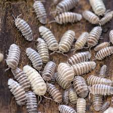 Image result for Macrotyloma ellipticum