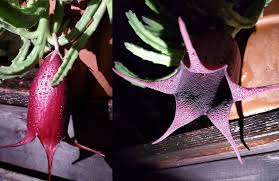 Image result for Stapelia leendertziae