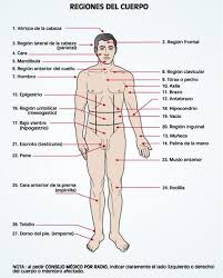 The sections, divided according to butterfly or moth parts, provide more specific descriptions of the various appendages of these beautiful insects. 21 Court Medical Interpreting Ideas Medical Medical Terminology Learning Spanish