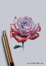 Pin By Rawdha Hasni On صور تتكلم وكلمات ترسم Pencil Drawings Of Flowers Flower Drawing Rose Drawing