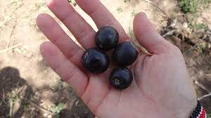 Image result for Vitex doniana