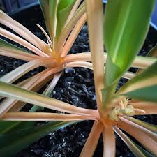 Image result for Chlorophytum Amaniense