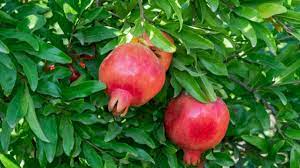 Maybe you would like to learn more about one of these? How To Grow Pomegranate Trees