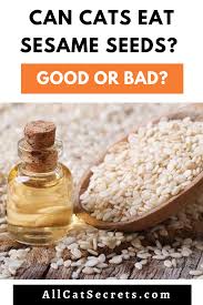 Cats are obligate carnivores, which means that they need meat to live. Can Cats Eat Sesame Seeds Are They Safe For Cats Benefits Of Sesame Seeds Sesame Seeds Sesame
