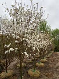 Image result for Cornus