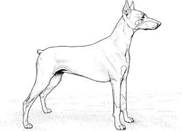 Doberman Pinscher Coloring Page Dog Coloring Book Dog Coloring Page Horse Coloring Pages