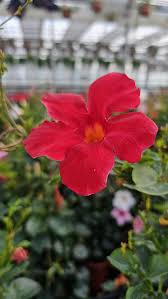 Image result for mandevilla obrázek