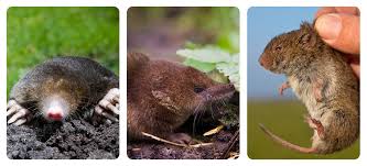 Skunks get a bad reputation for this smell, but they can only actively spray something once every 10 days, and. What Is Digging Holes In My Garden Fantastic Services