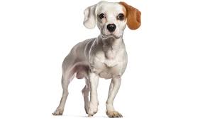 The jack russell terrier began as a small game hunter dog, where the breed's tenacity and high energy made them a big hit. Cav A Jack Mixed Dog Breed Pictures Characteristics Facts