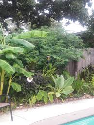 Image result for Manihot grahamii