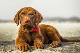 Find chesapeake bay retriever puppies and dogs for sale & rehome in the uk near me. Puppyfinder Com Chesapeake Bay Retriever Puppies Puppies For Sale Near Me In Fernandina Beach Florida Usa Page 1 Displays 10