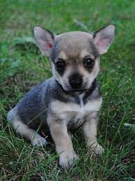 As this is smaller in size than a german shepherd but larger than a chihuahua mix. Brown German Shepherd Chihuahua Mix Pets Lovers