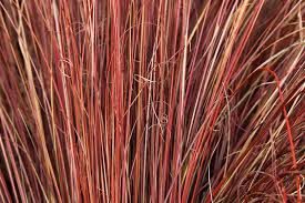 Image result for Oxygonum buchananii