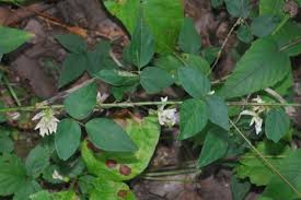 Image result for Amphicarpaea africana