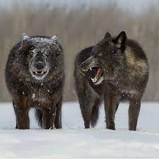 Timber Wolf Photography By Cjm Photography Wildgeography Wolf Dog Animals Timber Wolf