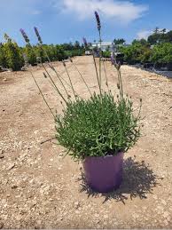 Image result for Lavandula dentata