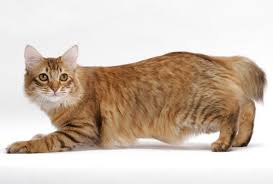 ÙØªÙØ¬Ø© Ø¨Ø­Ø« Ø§ÙØµÙØ± Ø¹Ù â«ÙØ· Ø§ÙØ¨ÙØ¨ØªÙÙ Ø§ÙØ£ÙØ±ÙÙÙ â American Bobtailâ¬â