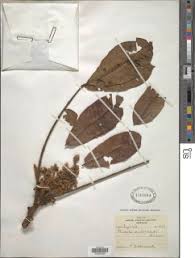 Image result for Trichilia prieuriana