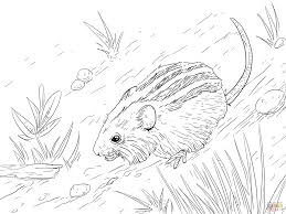 Signup to get the inside scoop from our monthly newsletters. Mice Coloring Pages Coloring Home