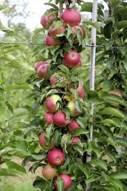 Obst Pflanzen Garten Pflanzen Garten Pflanzen