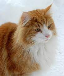 We did not find results for: Norwegian Forest Cat Wikipedia