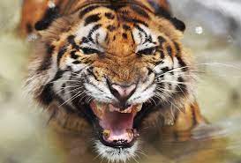 The demand for tiger bones and other body parts used in traditional asian medicines is also contributing to the tiger's decline. Bangladesh Tiger Population Rises After Poaching Crackdown