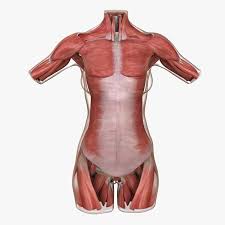Muscle spasms can last just a few seconds or up to several minutes, but. 3d Model Muscle Anatomy Female Torso