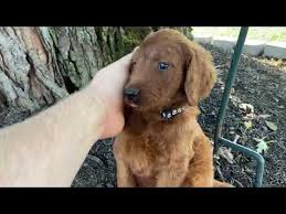 We did not find results for: Where To Find Irish Doodle Puppies For Sale Dogable