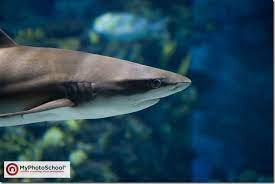 How To Photograph Animals Fish Behind Glass Hobby Photography Film Photography Tips Diy Photography