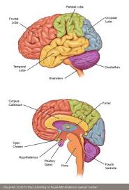 brain tumors md anderson cancer center