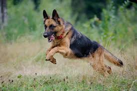 We did not find results for: German Shepherd Dog Dog Breed Information