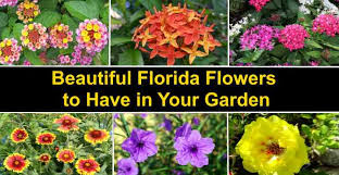 Depending on the variety flowers are coral red or yellow. Top 22 Florida Flowers With Pictures Native And Non Native