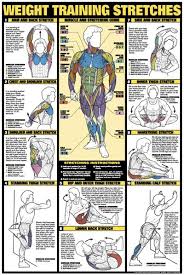 weight training stretches professional fitness wall chart