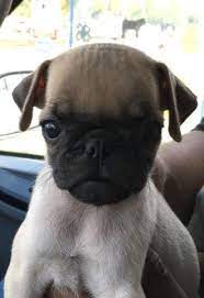 See more of pug puppies and poodles for adoption on facebook. Puppy Pugs For Sale In San Antonio Texas Classified Americanlisted Com