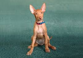 Read more about this dog breed on our ibizan hound breed information page. Pharaoh Hound Puppies For Sale Akc Puppyfinder