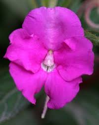 Image result for Impatiens irvingii