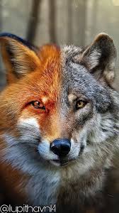 And yet they still coyotes are smaller than the wolf and larger than the fox. Cute Fox And Wolf Wallpapers Top Free Cute Fox And Wolf Backgrounds Wallpaperaccess