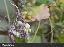 Image result for peronospora grapevine